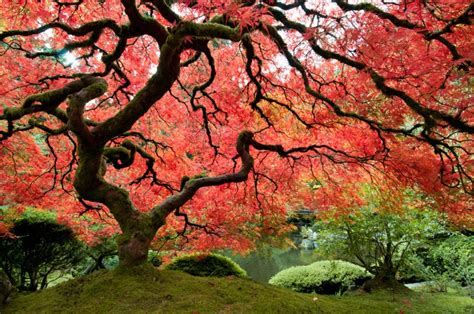 Gli orticoltori dell'orto botanico del missouri attendono nuove fioriture . I 5 alberi tra i più strani del mondo - Scienze Naturali