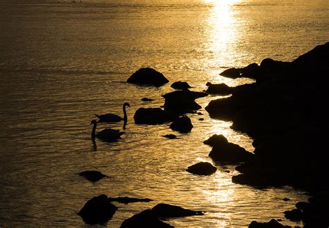 Swans On Liquid Gold Photograph By Georgia Mizuleva Fine Art America