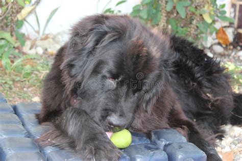 Chiens De Terre Neuve Mangeant La Mangue Photo Stock Image Du