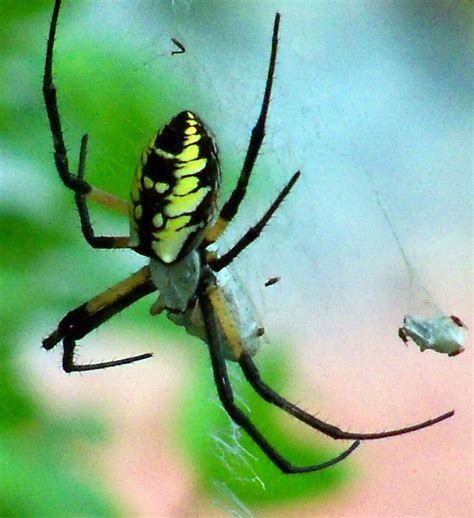 Argiope Aurantia Black And Yellow Garden Spider In Payneville