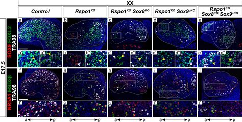 Figures And Data In Sox8 And Sox9 Act Redundantly For Ovarian To Testicular Fate Reprogramming