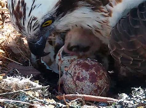 First Osprey Chick Emerges At Loch Of The Lowes Scottish Wildlife Trust