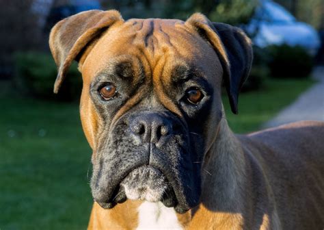 Boxer Dog Face Copyright Free Photo By M Vorel Libreshot