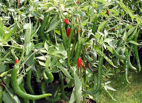 While the chilli is growing and fruit is developing, keep the plant moist but never wet. Chillies: The hot-tasting vegetable for a healthy life