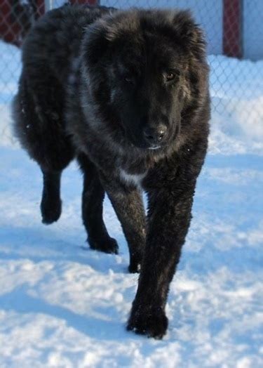 caucasian shepherd dog breed pictures