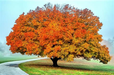 Download Fall Nature Tree Hd Wallpaper