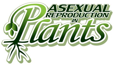 How Do Plants Reproduce A Sexual Reproduction In Plants