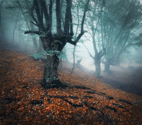 Autumn Foggy Forest Mystical Autumn Forest In Blue Fog Stock Image