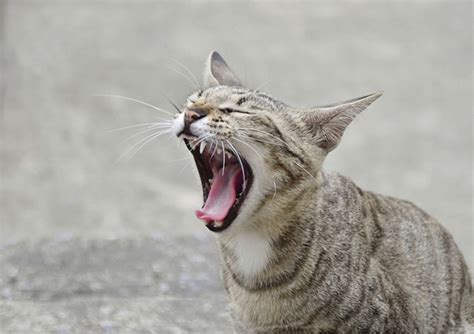Feeling Angry Your Cat May Be To Blame