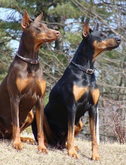 High Country Dobermans This Is Where I Got My Red Dobie Fantastic