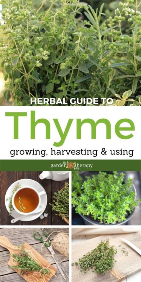 Easy Homemade Thyme Tea Simple Steps To Make The Best