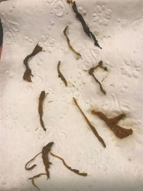 Tapeworms In Cat Feces Worms Hot Sex Picture