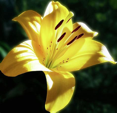 Yellow Photograph Yellow Lily In Sunlight By Johanna Hurmerinta