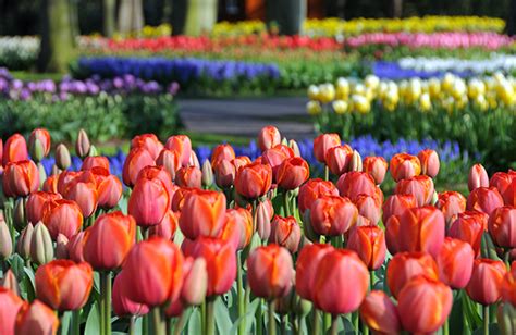 Check spelling or type a new query. Where to See Spring Flowers in the US