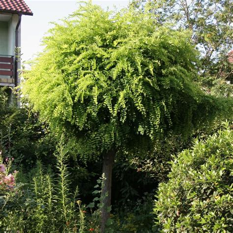 Kleine weiden für den garten: Die schönsten Bäume für kleine Gärten | Bäume garten, Haus ...