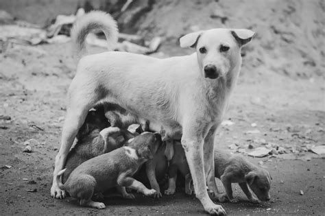 How To Take Care Of A Mother Dog And Her Puppies Fur A Petter World