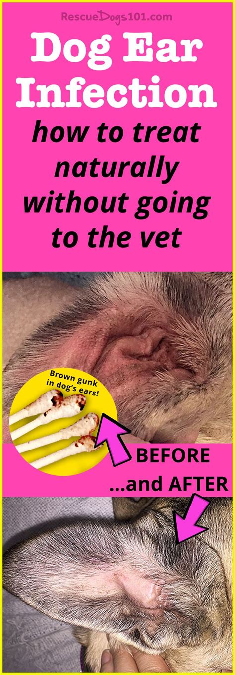 The Secret To Getting Rid Of Ear Infections In Your Dog At Home In 2020