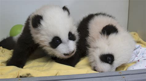 Atlanta Zoo Has Ceremony To Reveal Names Of Twin Panda Cubs Ap News