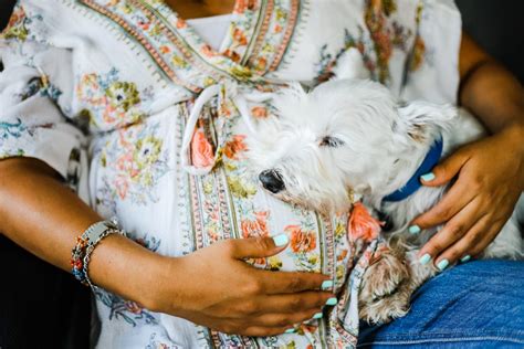Why Dogs Are Obsessed With Sleeping On Their Pregnant Owners Belly