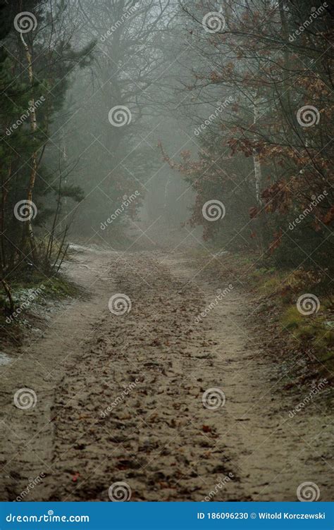 Foggy Mysterious Forest On A Cloudy Autumn Day Stock Photo Image Of