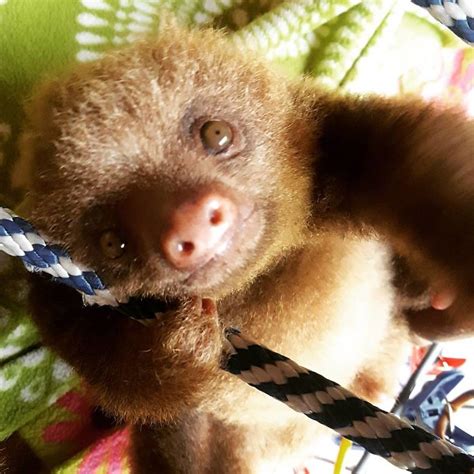 15 Unbearably Cute Sloth Pics To Celebrate The International Sloth Day