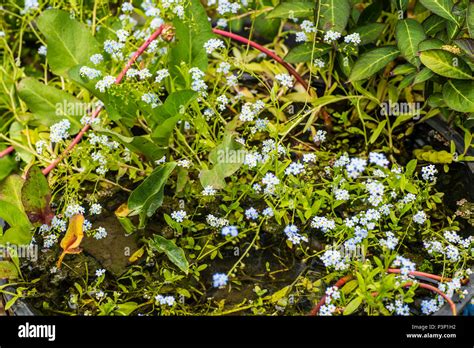Water Forget Me Nots Myosotis Scorpioides Growing In A Garden Pond In