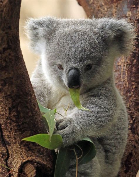 Koala Duisburg Bb2a9003 Cute Animals Cute Koala Bear Koala