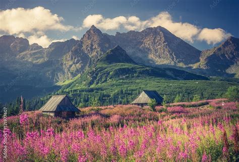 Tatra Mountains Poland Landscape Colorful Flowers And Cottages In
