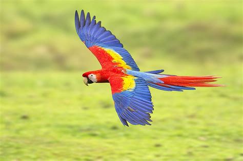 Burung Scarlet Macaw Free Image Download