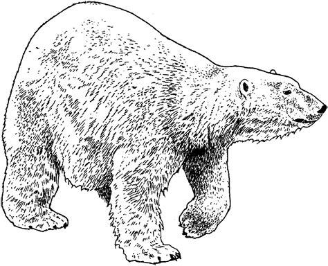 We did not find results for: Free Bear Coloring Pages