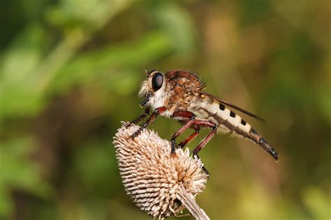 robber fly b l a c k j a c k captured with a canon eos 30d… flickr