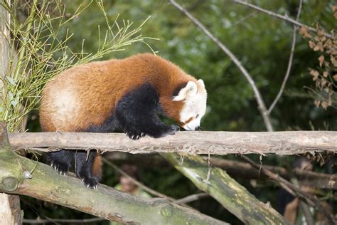 All Sizes Red Panda Dublin Zoo Flickr Photo Sharing