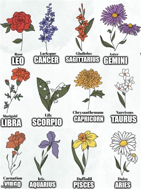 Zodiac Flowers Imgflip