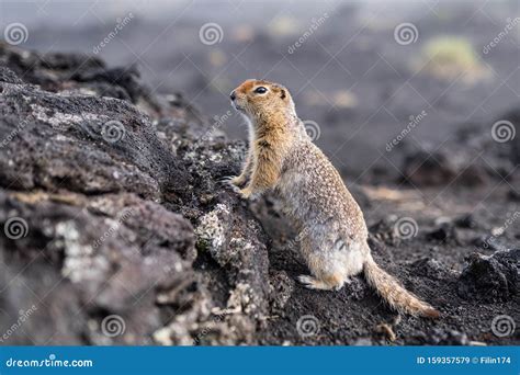 Cute Funny Gophers Are Looking Into The Camera Stock Image Image Of