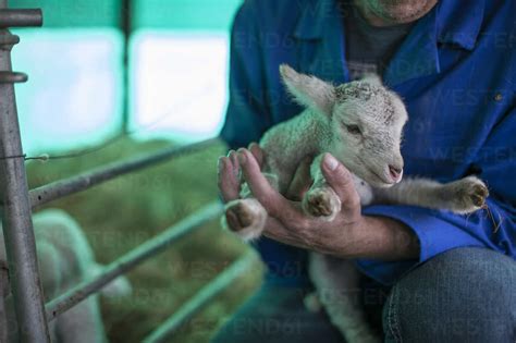 Man Holding Little Lamb On Farm Stock Photo