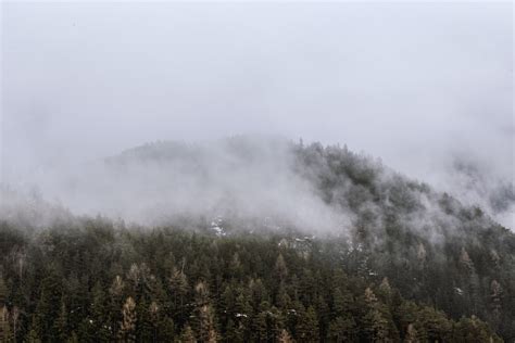 Free Images Mist Fog Atmospheric Phenomenon Sky Cloud Haze Tree