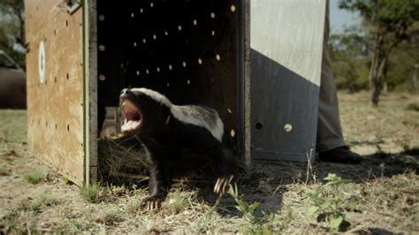Nature Trailer Honey Badgers Masters Of Mayhem Twin Cities Pbs