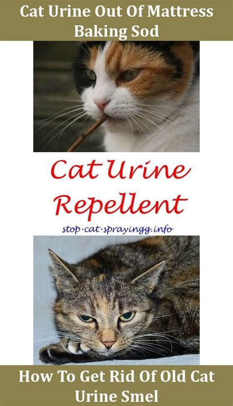 How to care for your cat's spay or neuter surgical site. Understanding Your Cat's Behavior | Male cat spraying, Cat ...
