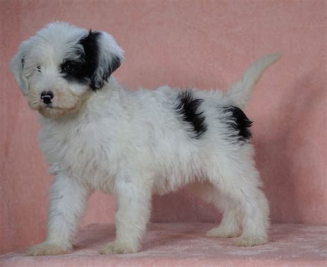 F1b Sheepadoodle For Sale Baltic Oh Female Flora Check Out Our Vide Ac Puppies Llc