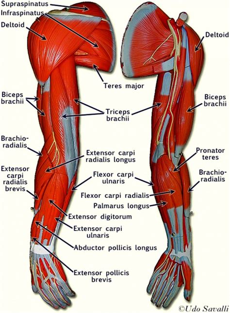 Arm Muscle Diagram