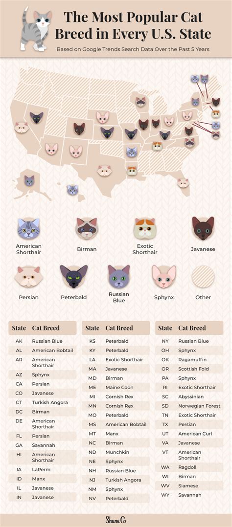 The Most Popular Cat Breed In Every U S State