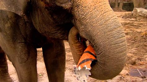 Elephants Crush Balls For March Madness Cincinnati Zoo Youtube