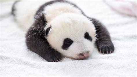 Panda Babies Make Their First Appearance At Panda Breeding Center 16 Pics