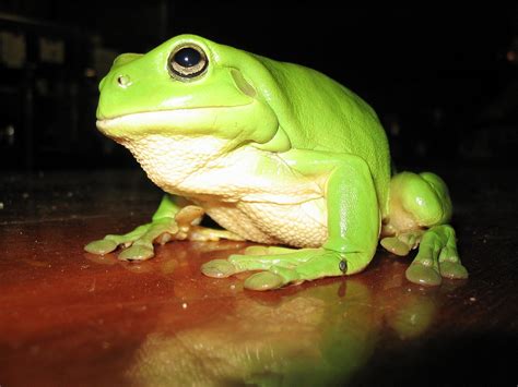 Filegreen Tree Frog Wikimedia Commons