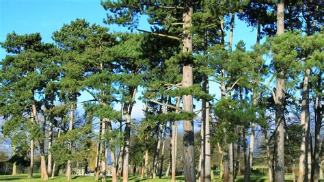 European Larch Larix Decidua British Trees Woodland Trust