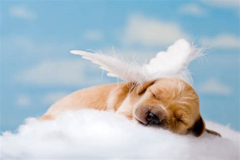 Dog Heaven Stock Photos Pictures And Royalty Free Images Istock