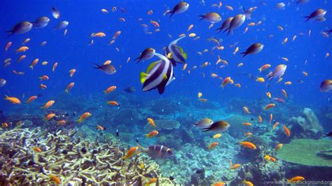 We have a great selection of black wallpapers and black background images for mac os computers, macbooks and windows computers. 4K Ultra HD Underwater Wallpapers - Top Free 4K Ultra HD ...