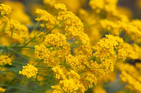 14 Yellow Flowering Herbs The Most Beautiful Herbs With Yellow Flowers