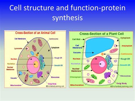 Ppt Cell Structure And Function Protein Synthesis Powerpoint