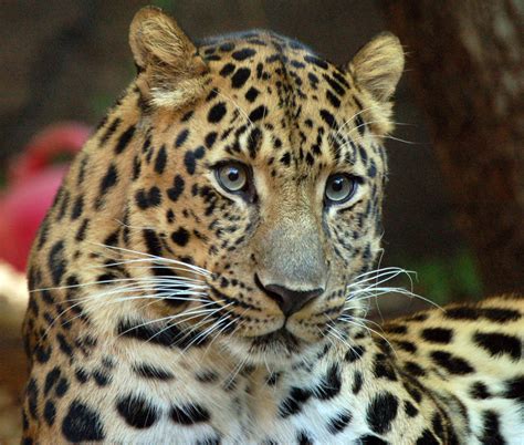 Critically Endangered Amur Leopard Only 35 Left In Wild Natures